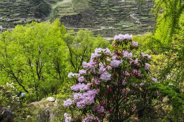 四川四姑娘山景区海拔多少米_四姑娘山海拔多少米_姑娘山海拔多少米