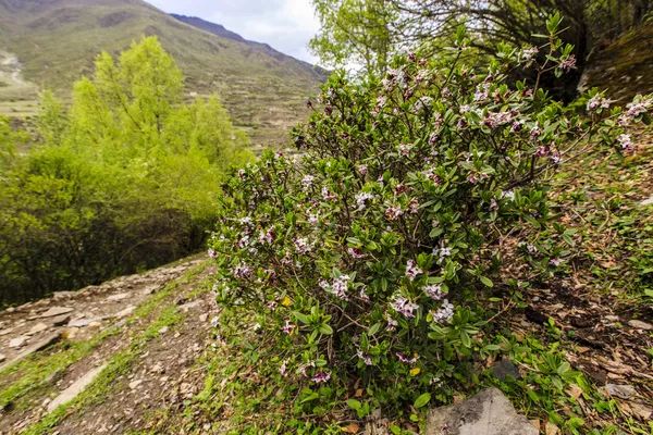 四姑娘山海拔多少米_四川四姑娘山景区海拔多少米_姑娘山海拔多少米