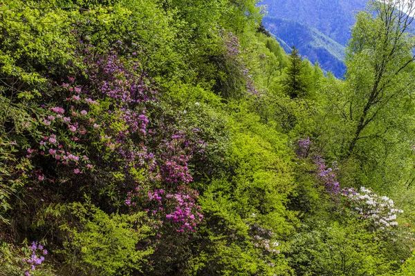 姑娘山海拔多少米_四川四姑娘山景区海拔多少米_四姑娘山海拔多少米