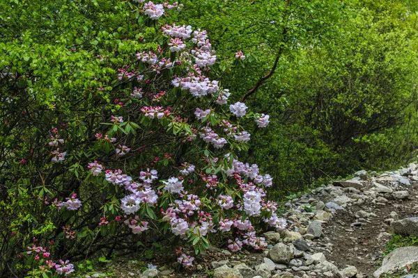四川四姑娘山景区海拔多少米_四姑娘山海拔多少米_姑娘山海拔多少米