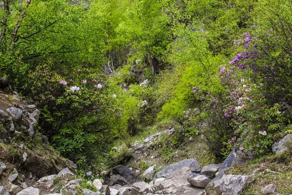 姑娘山海拔多少米_四姑娘山海拔多少米_四川四姑娘山景区海拔多少米