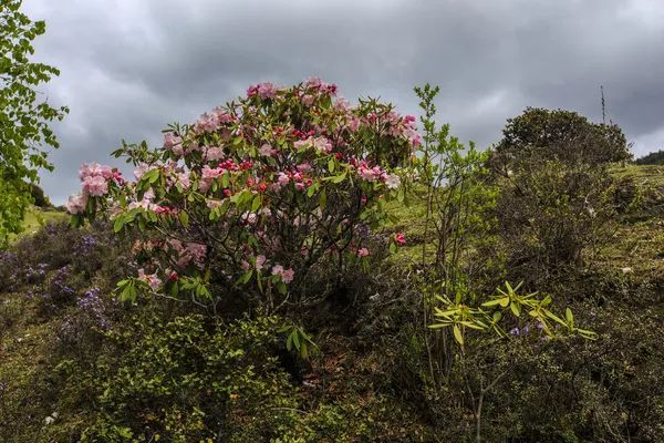 四姑娘山海拔多少米_四川四姑娘山景区海拔多少米_姑娘山海拔多少米