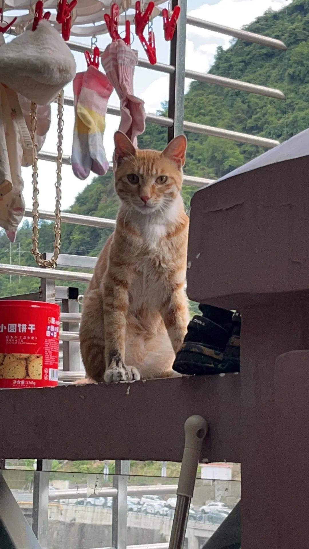 佛教猫命轮回_狸花猫驱鼠故事_养猫要背负猫的因果