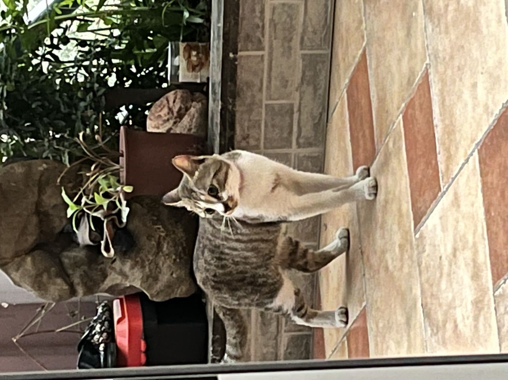 佛教猫命轮回_狸花猫驱鼠故事_养猫要背负猫的因果