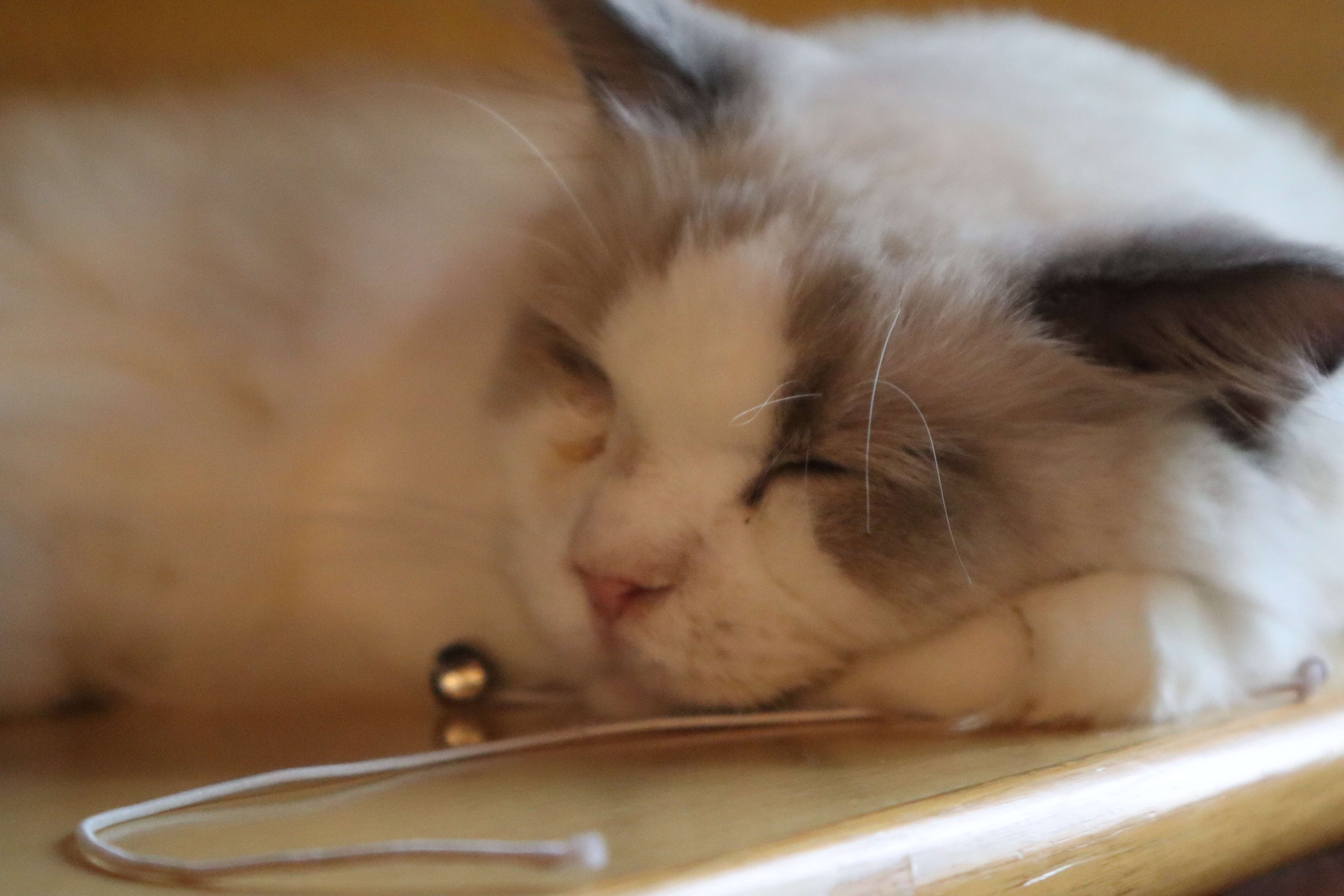 猫和人缘分_伴侣猫成长贡献_养猫要背负猫的因果